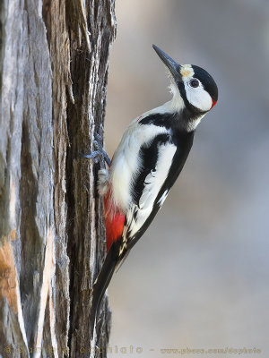 White-winged Woodpecker (Picchio alibianche)