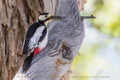 White-winged Woodpecker (Dendrocopos leucopterus leptorhynchus)