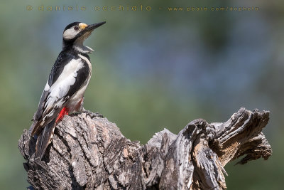 White-winged Woodpecker (Dendrocopos leucopterus leptorhynchus)