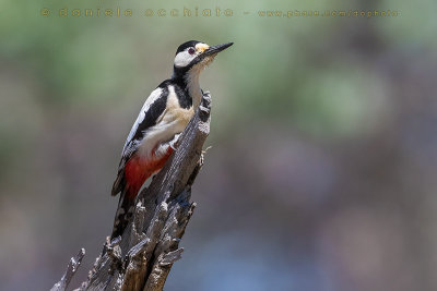 White-winged Woodpecker (Dendrocopos leucopterus leptorhynchus)