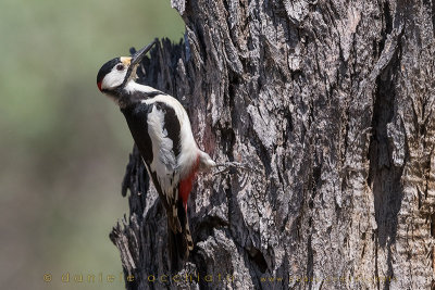 White-winged Woodpecker (Dendrocopos leucopterus leptorhynchus)