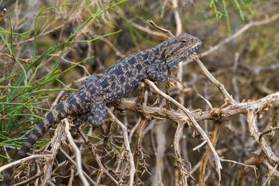 Steppe Agama (Trapelus sanguinolentus)