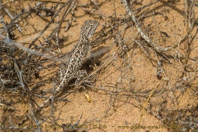 Steppe Agama (Trapelus sanguinolentus)