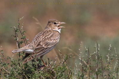 Calandra Lark (Melanocorypha calandra psammochroa)