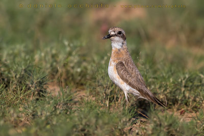 Greater Sand Plover (Charadrius leschenaultii crassirostris)