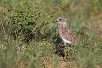 Greater Sand Plover (Charadrius leschenaultii crassirostris)