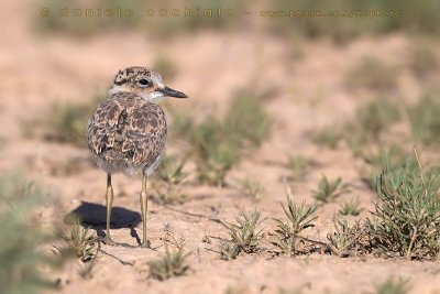 Greater Sand Plover (Charadrius leschenaultii crassirostris)