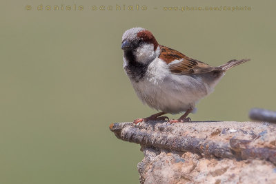 Indian Sparrow (Passer indicus bactrianus)