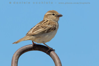 Indian Sparrow (Passer indicus bactrianus)