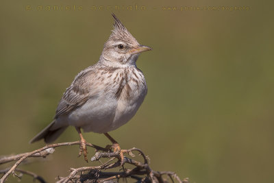 Crested Lark (Galerida cristata iwanowi)