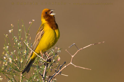 Red-headed Bunting (Emberiza bruniceps)