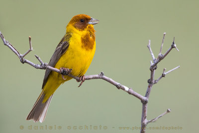 Red-headed Bunting (Emberiza bruniceps)