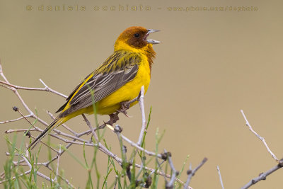 Red-headed Bunting (Emberiza bruniceps)