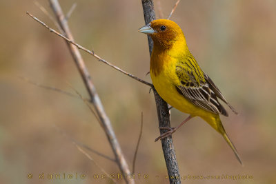 Red-headed Bunting (Emberiza bruniceps)