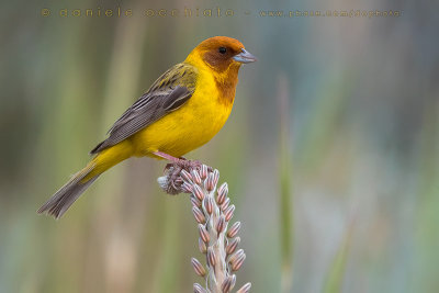 Red-headed Bunting (Emberiza bruniceps)