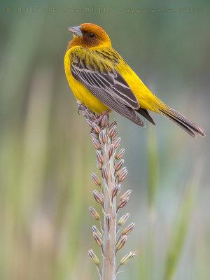 Red-headed Bunting (Emberiza bruniceps)