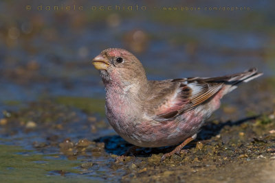 Mongolian Finch (Eremopsaltria mongolica)