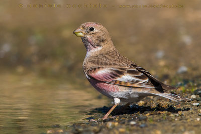 Mongolian Finch (Eremopsaltria mongolica)