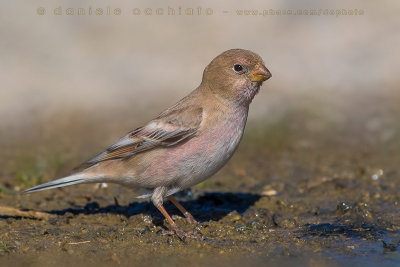 Mongolian Finch (Eremopsaltria mongolica)