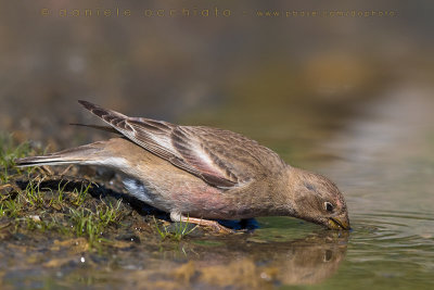 Mongolian Finch (Eremopsaltria mongolica)