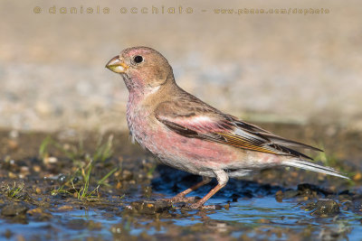 Mongolian Finch (Eremopsaltria mongolica)