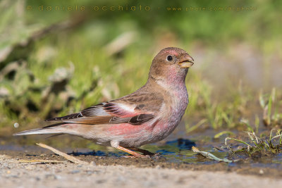 Mongolian Finch (Eremopsaltria mongolica)