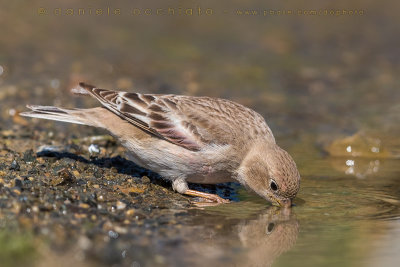 Mongolian Finch (Eremopsaltria mongolica)