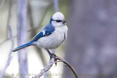 Azure Tit (Cyanistes cyanus tianschanicus)