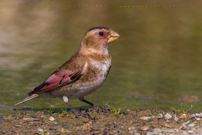 Eurasian Crimson-winged Finch (Rhodopechys sanguineus)