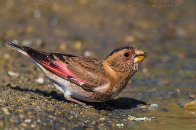Eurasian Crimson-winged Finch (Rhodopechys sanguineus)