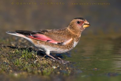 Eurasian Crimson-winged Finch (Fringuello alicremisi asiatico)