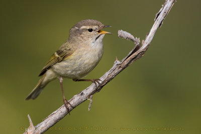 Hume's Leaf Warbler (Phylloscopus humei)