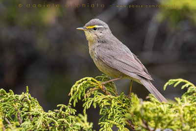 Sulphur-bellied Warbler (Phylloscopus griseolus)