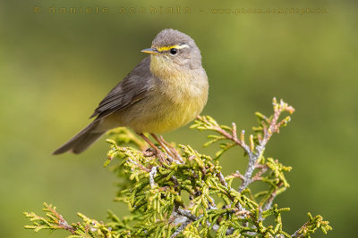 Sulphur-bellied Warbler (Phylloscopus griseolus)