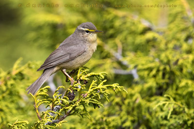 Sulphur-bellied Warbler (Phylloscopus griseolus)