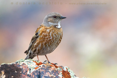 Altai Accentor (Prunella himalayana)