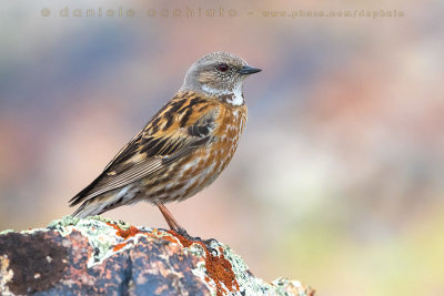 Altai Accentor (Prunella himalayana)