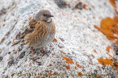 Altai Accentor (Prunella himalayana)