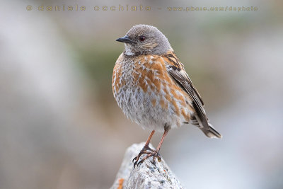 Altai Accentor (Prunella himalayana)