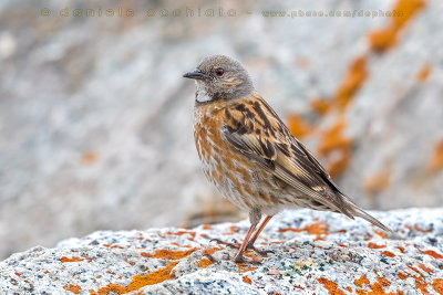 Altai Accentor (Prunella himalayana)