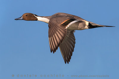 Northern Pintail (Anas acuta)