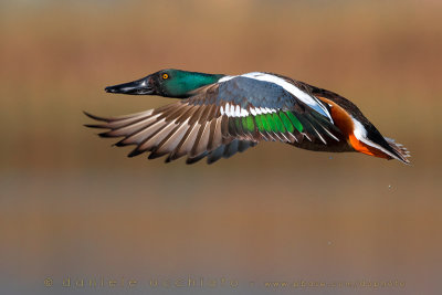 Northern Shoveler (Anas clypeata)