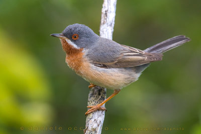 Eastern Subalpine Warbler (Sylvia cantillans cantillans)