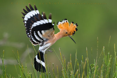 Hoopoe (Upupa epops)