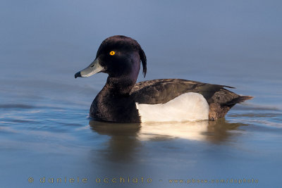 Tufted Duck (Aythya fuligula)