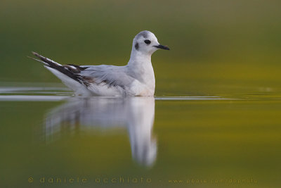 Little Gull (Hydrocoloeus minutus)