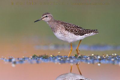 Wood Sandpiper (Tringa glareola)