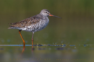 Spotted Redshank (Tringa erythropus)