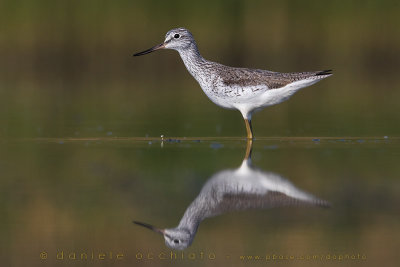 Greenshank (Tringa nebularia)