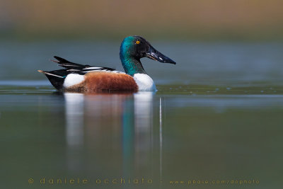 Northern Shoveler (Anas clypeata)